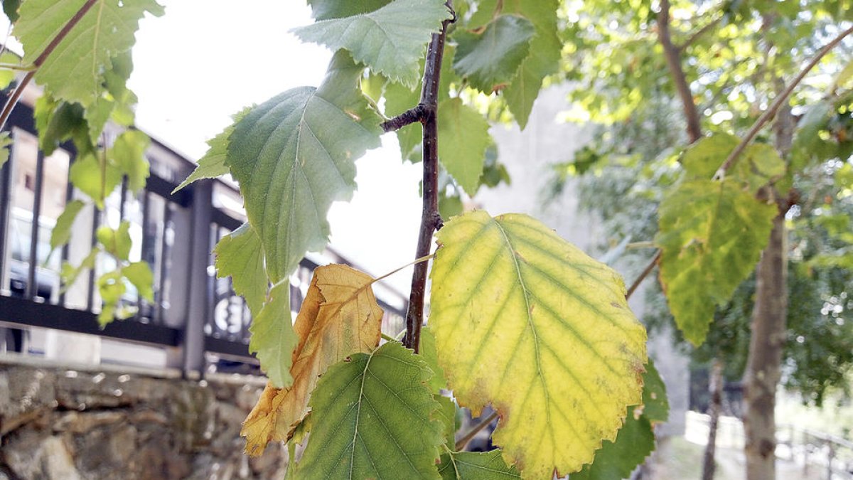 Inici del canvi de color de les fulles en el beç ('Betula pendula') a Sant Julià