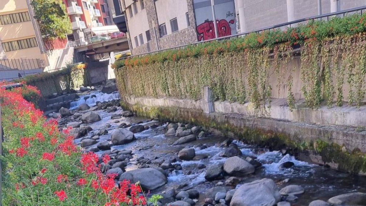 Els geranis del passeig del riu