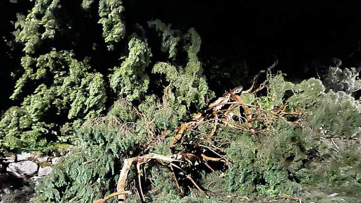 Un arbre caigut per la ventada del juliol