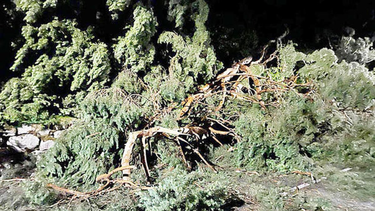 Un arbre caigut.