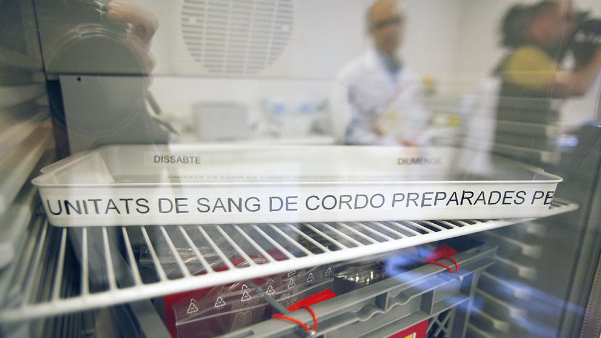Una de les neveres del laboratori de l'hospital.