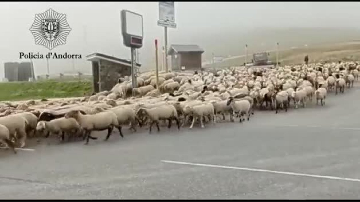 Pas de remats durant la transhumància