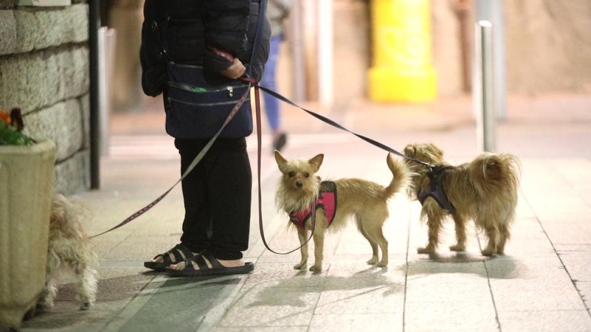 Una persona amb tres gossos al carrer.