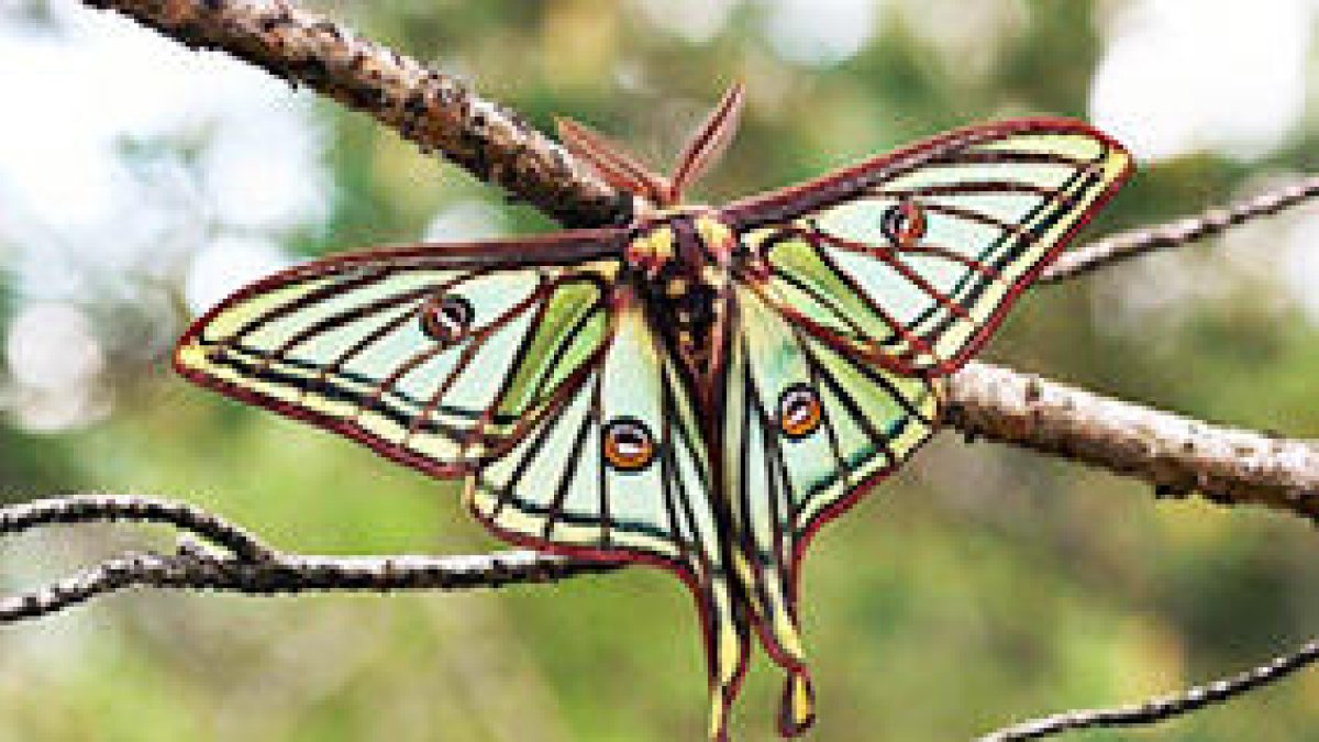 Moth night, la nit de les papallones nocturnes