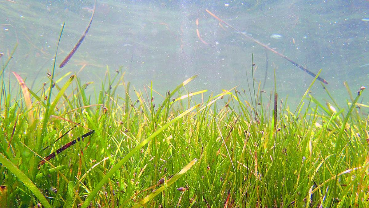 La zostera marina té qualitats nutritives úniques