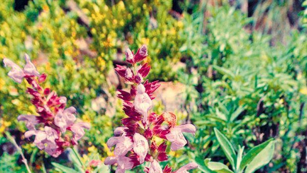 La sàlvia (Salvia officinalis) és una de les herbes que es planten a l'hort per les seves propietats medicinals i usos culinaris. No s'ha d'extreure del medi natural ni replantar-la, ja que no és pròpia de la flora andorrana com ho són altres sàlvies.
