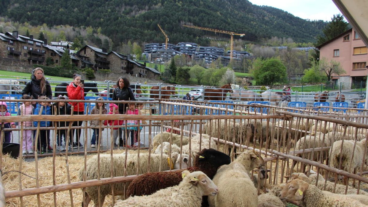 Visita de les escoles a la Fira del Bestiar