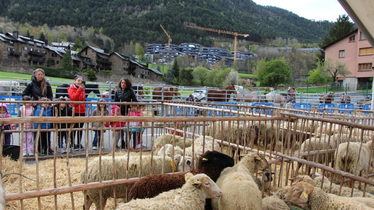 Visita de les escoles a la Fira del bestiar.