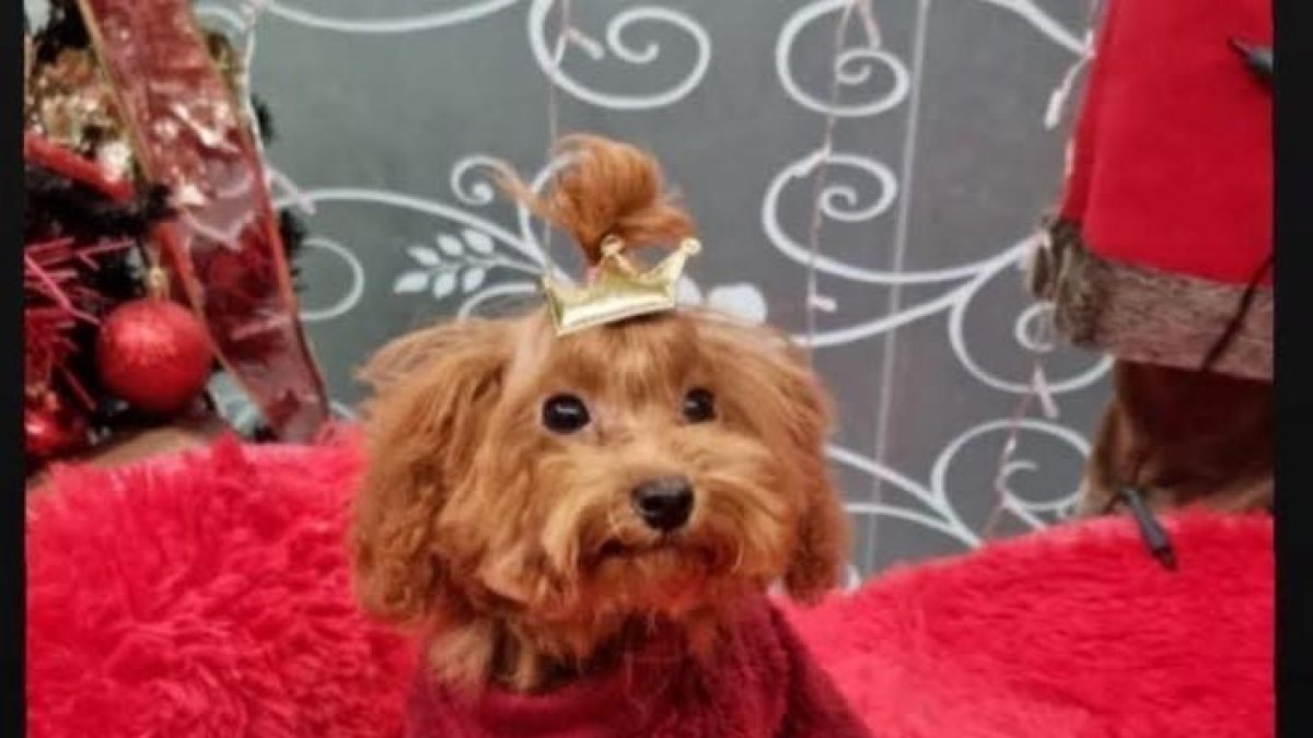 El propietari ha fet difusió de la recerca d'aquesta a les xarxes socials