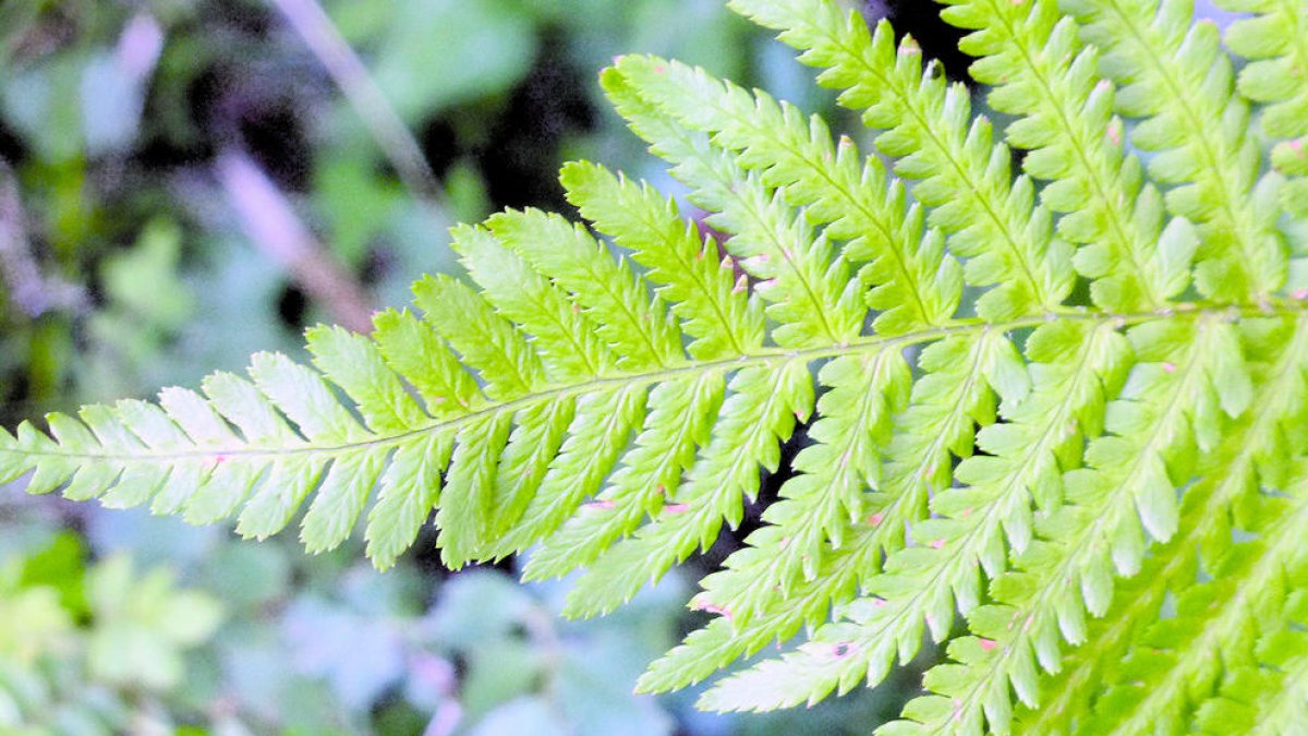 Conèixer les falgueres