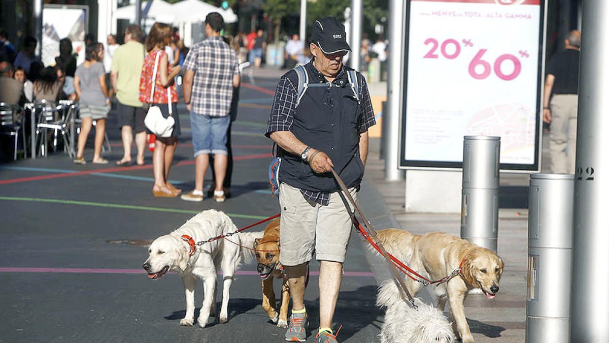 Un home passejant quatre gossos.