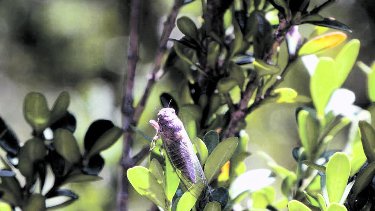 Cigala del gènere Tettigettula.