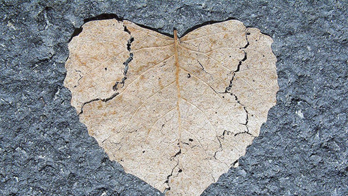 La vida ens ofereix moltes lliçons però cadascú decideix quines integra 
i quines aplica