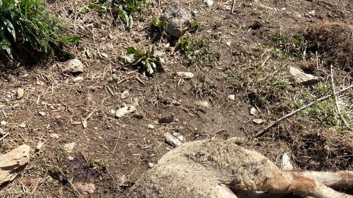 El segon corder que s'ha trobat mort.
