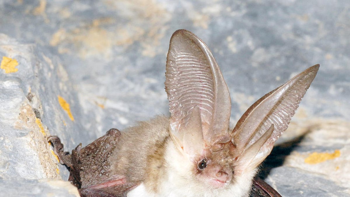El ratpenat orellut alpí, 'Plecotus macrobullaris'.
