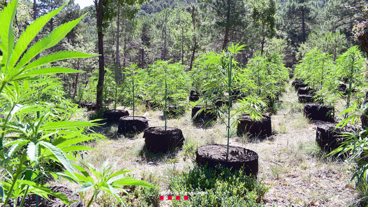 Plantació de marihuana desmantellada a Coll de Nargó recentment.