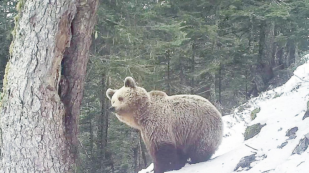 Un dels ossos bruns que viuen al Pirineu.