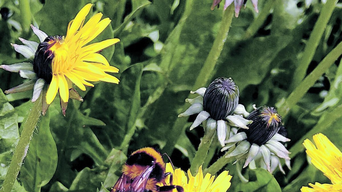 Escullen les flors més adequades i riques en pol·len