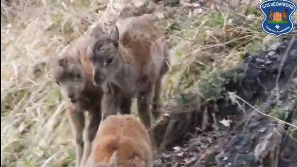 La supervivència dels muflons