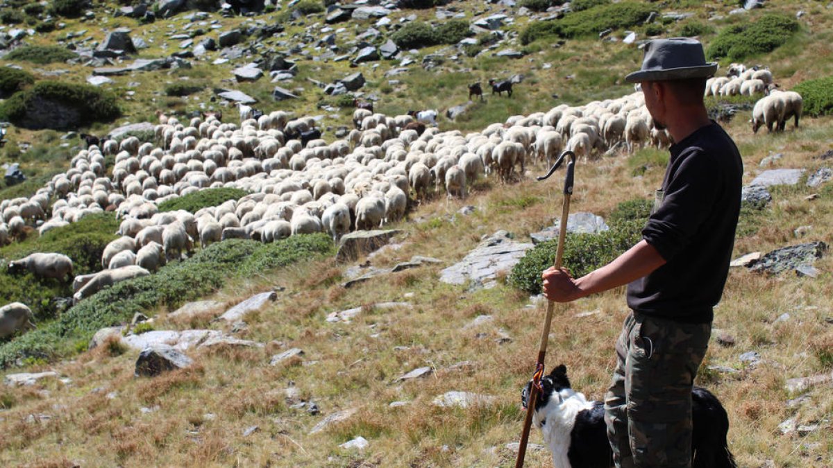 Un pastor amb les ovelles.