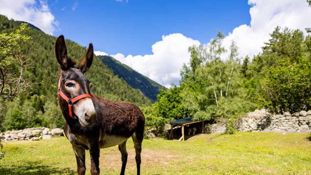 Rutes amb la companyia d'un ruc per la vall del Madriu