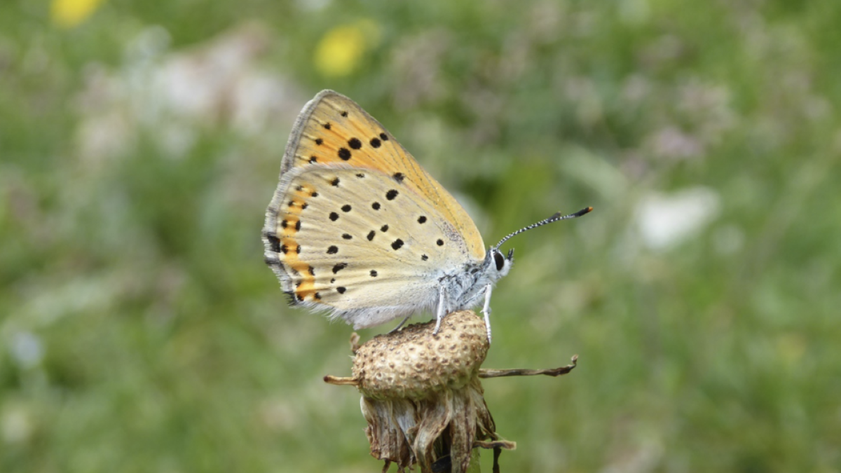 L'activitat és gratuïta i cal inscripció prèvia