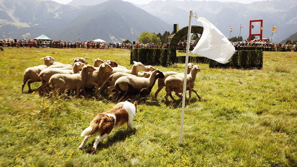 Torna el concurs de gossos d'atura a Canillo