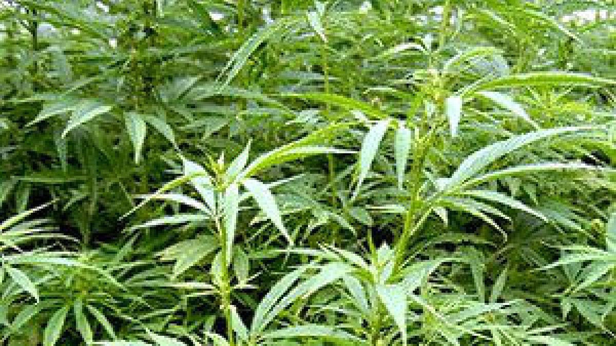 Plantació de cànnabis.