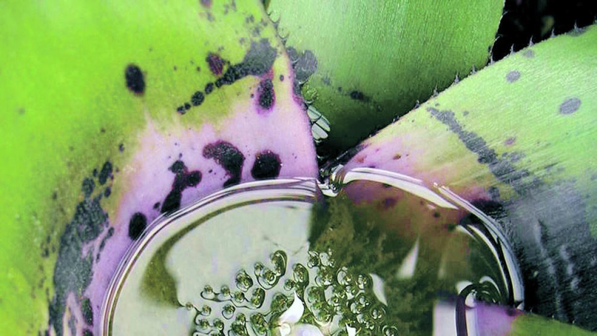 Fitotelma de bromèlies format per Neoregelia concèntrica var. plutonis.