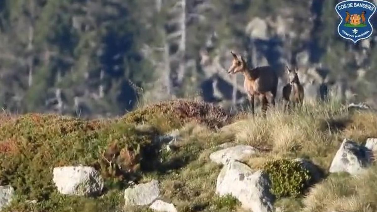 Isards i muflons a la muntanya