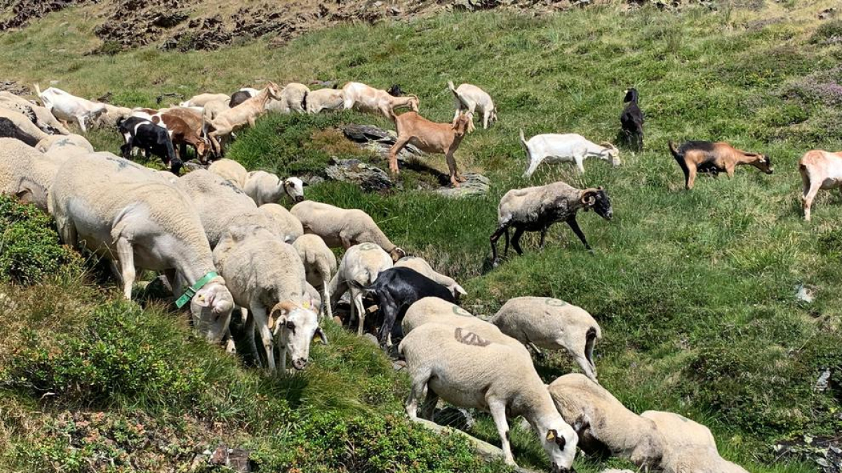 Enguany és el tercer any que el ramat d'ovelles es desplaça a la zona del Comapedrosa