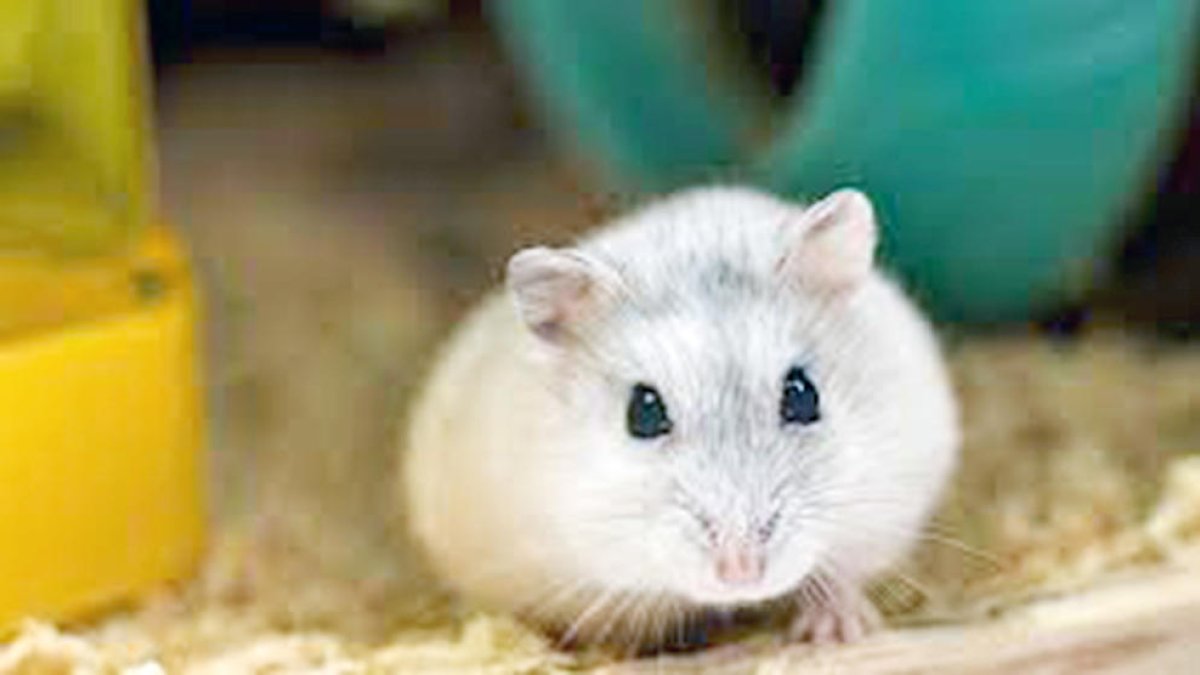 Un hàmster.