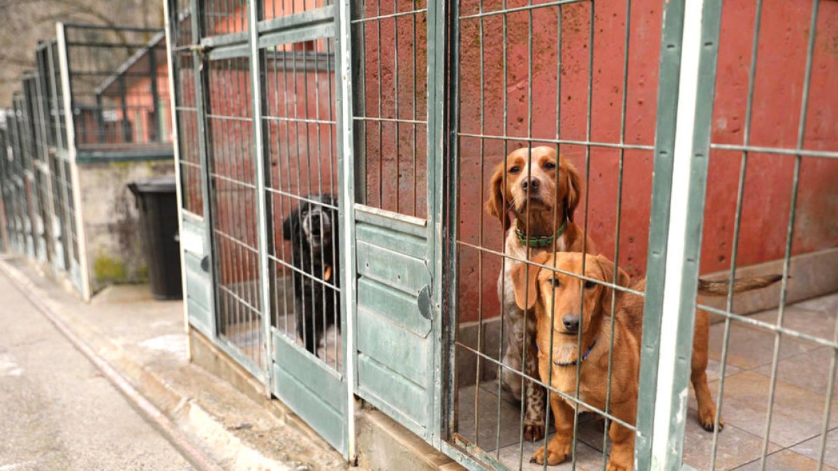 Uns gossos a les instal·lacions de Sant Julià.