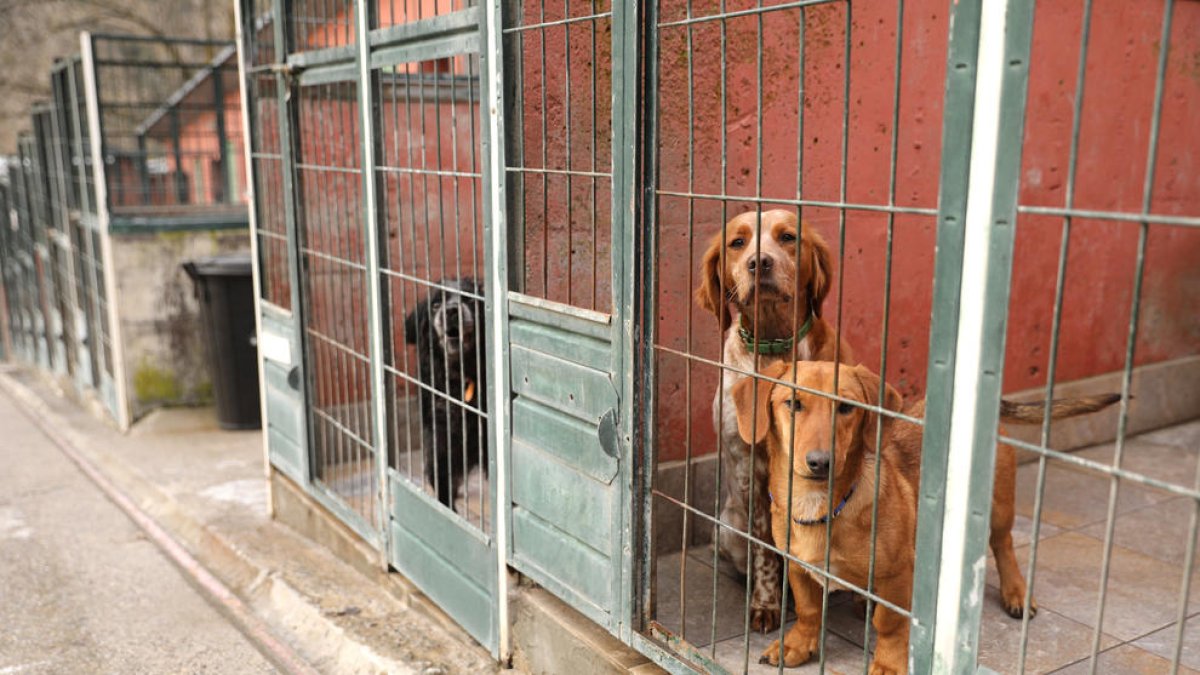 Gossos a les instal·lacions de la protectora de Borda Vidal.