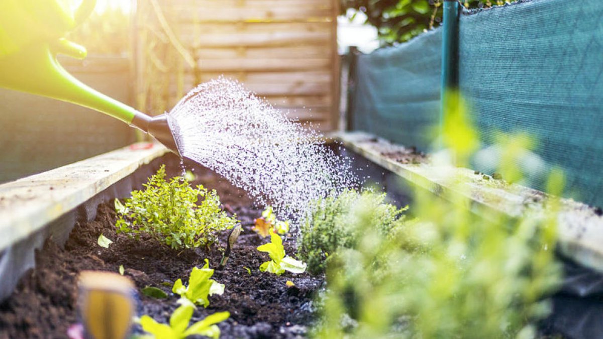 Cal intensificar la cura de les plantes en aquesta època