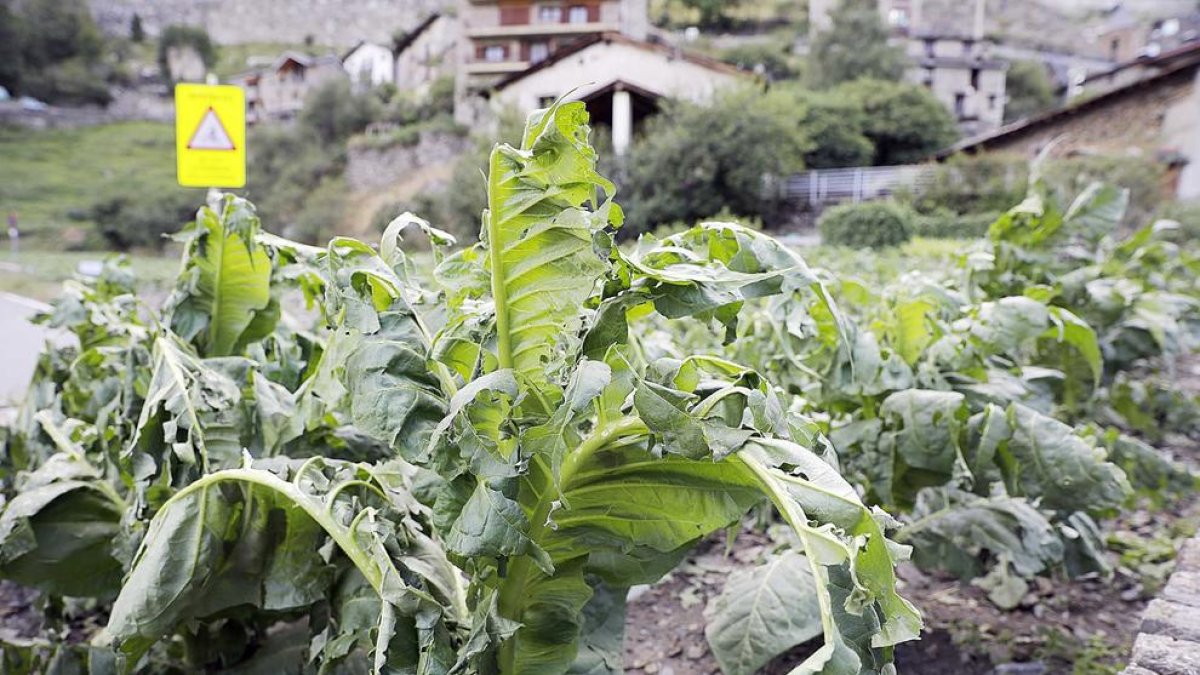 Un camp de tabac afectat per una pedregada.