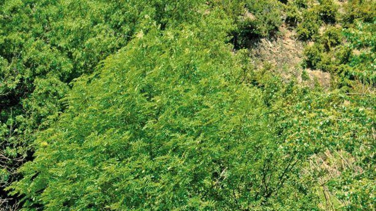 La freixera és un arbre molt comú a Andorra.