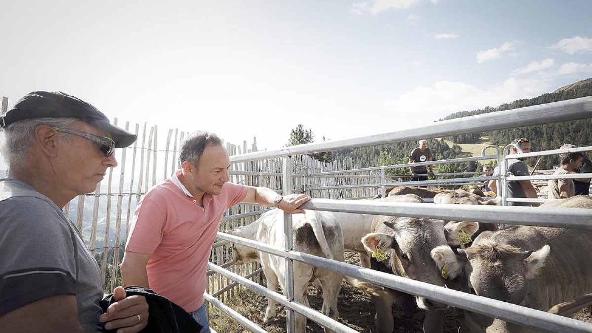 El cap de Govern, Xavier Espot, en el tradicional sanejament de la cabana bovina.