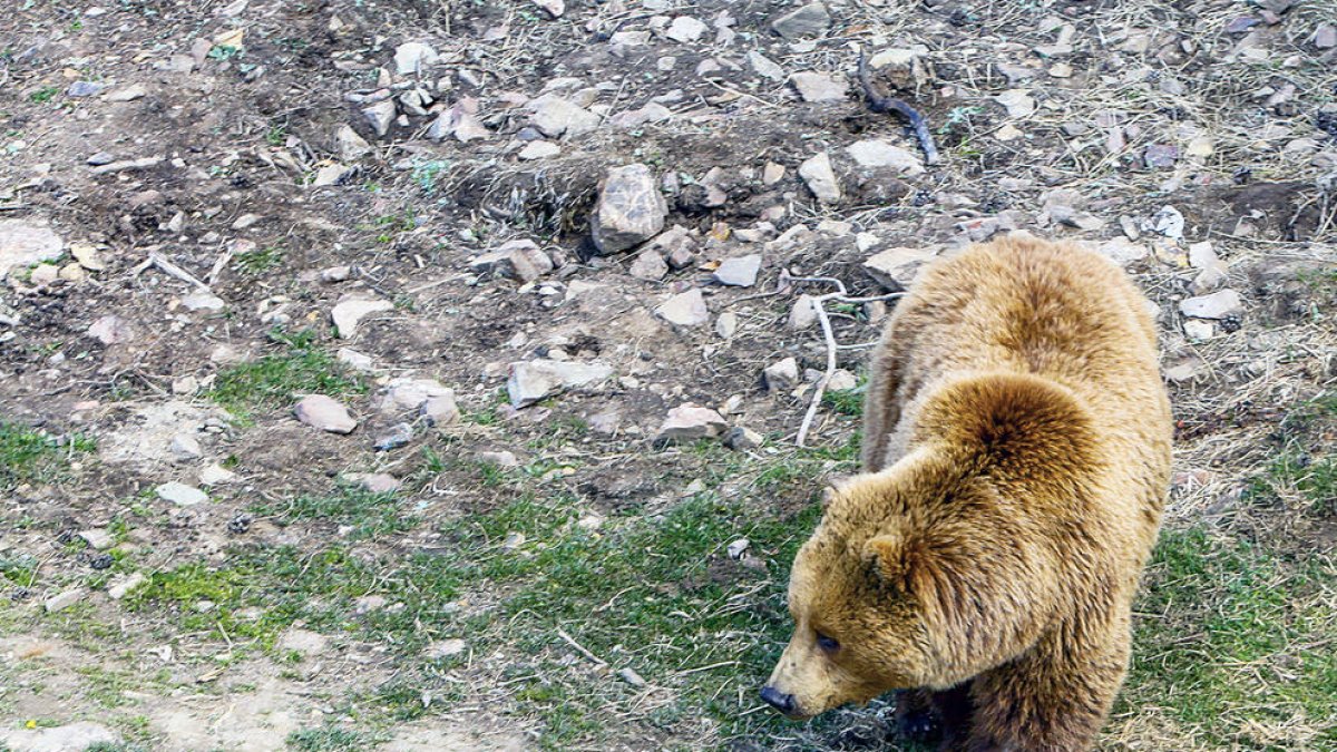 Un exemplar d'os bru.