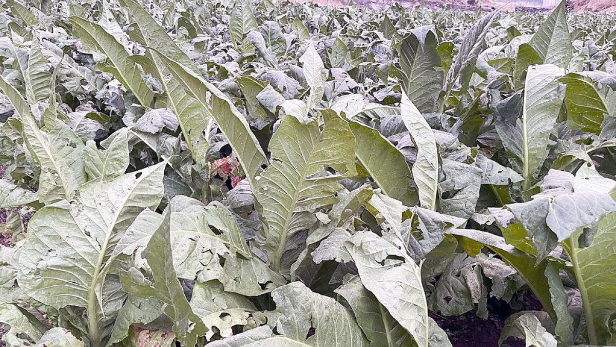 Plantes de tabac afectades per una padregada anterior