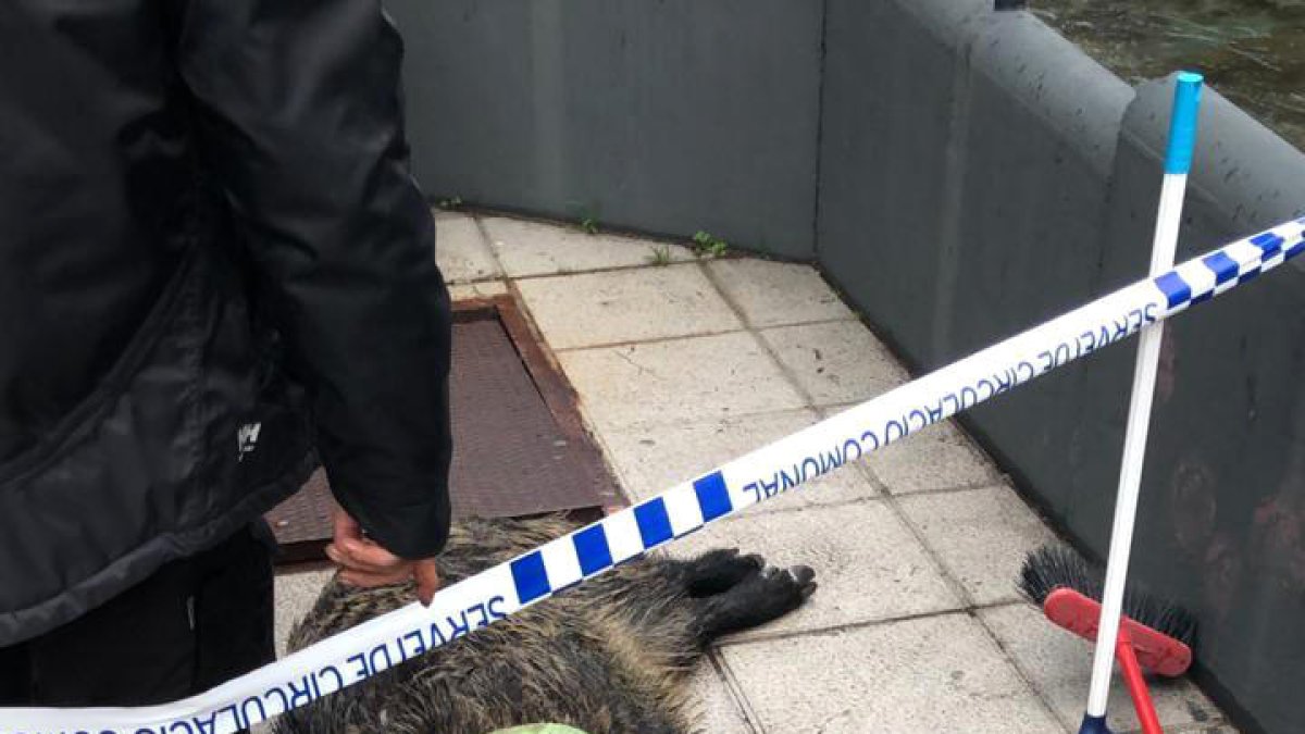 Un porc senglar que va ser trobat mort al riu, prop de Prat del Roure.