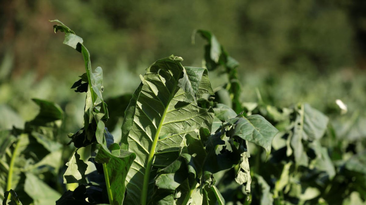 Un camp de tabac afectat per una pedregada.
