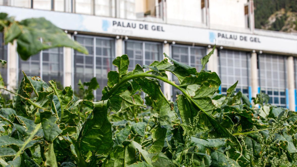 Una plantació de tabac de Canillo afectada per les pedragades d'aquest agost.