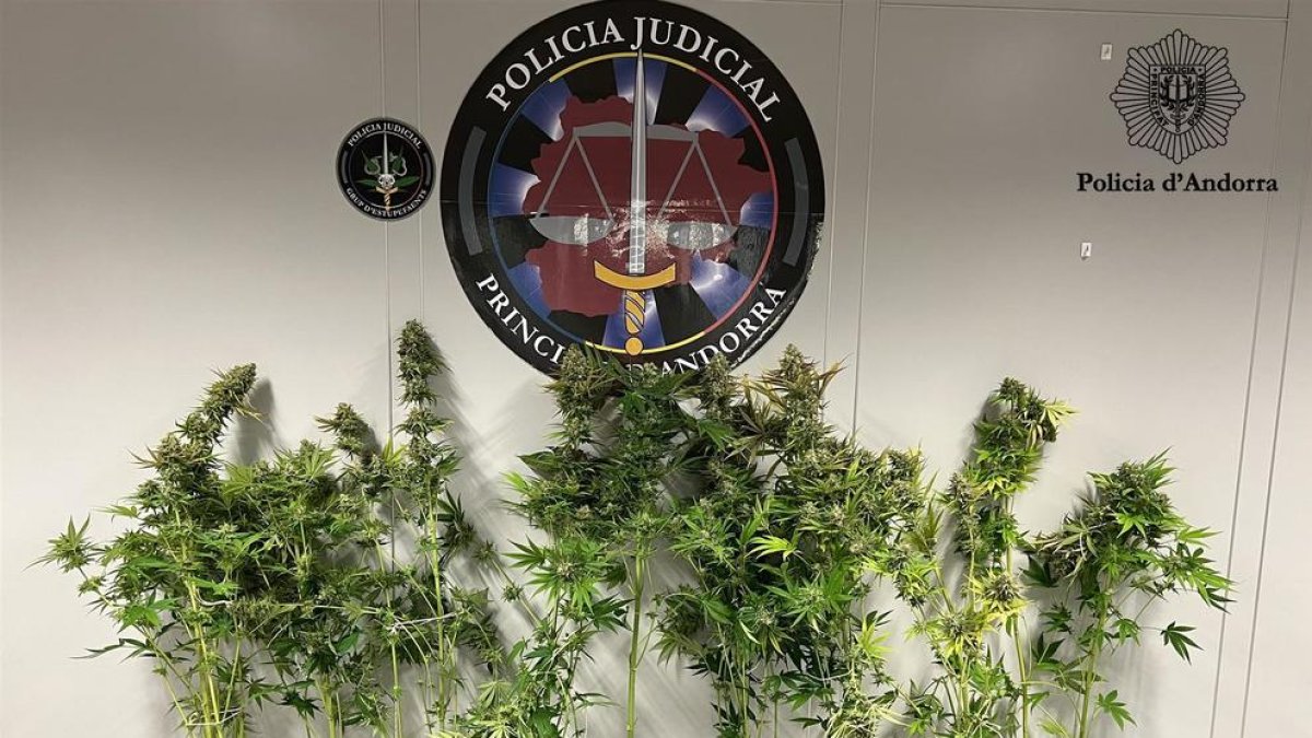 Les plantes de marihuana requisades