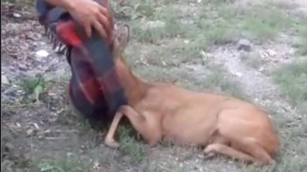 Banders alliberen un cabirol atrapat en una xarxa