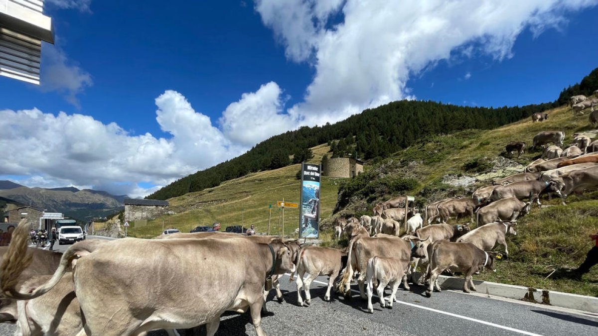 La vacada torna a passar per les Bordes d'Envalira