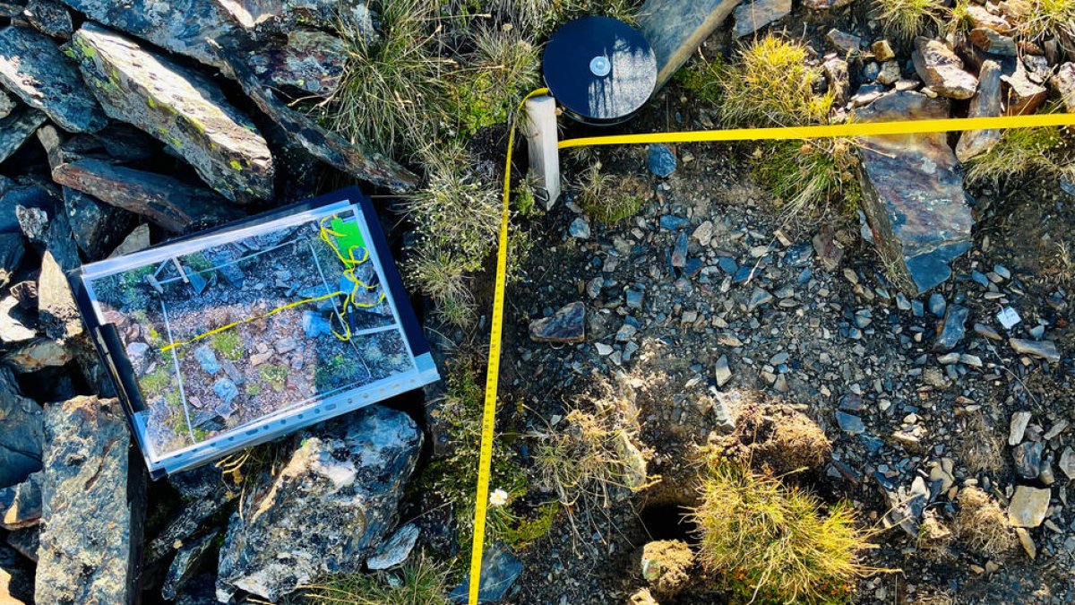 Bosseta de te enterrada en una parcel·la.