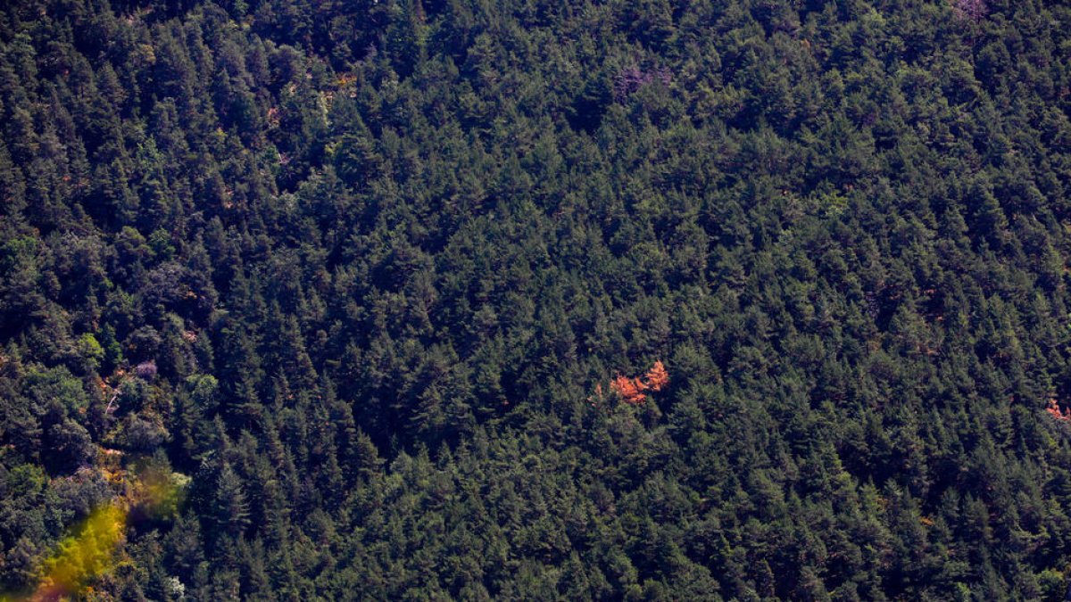 Zona de bosc a la Rabassa.