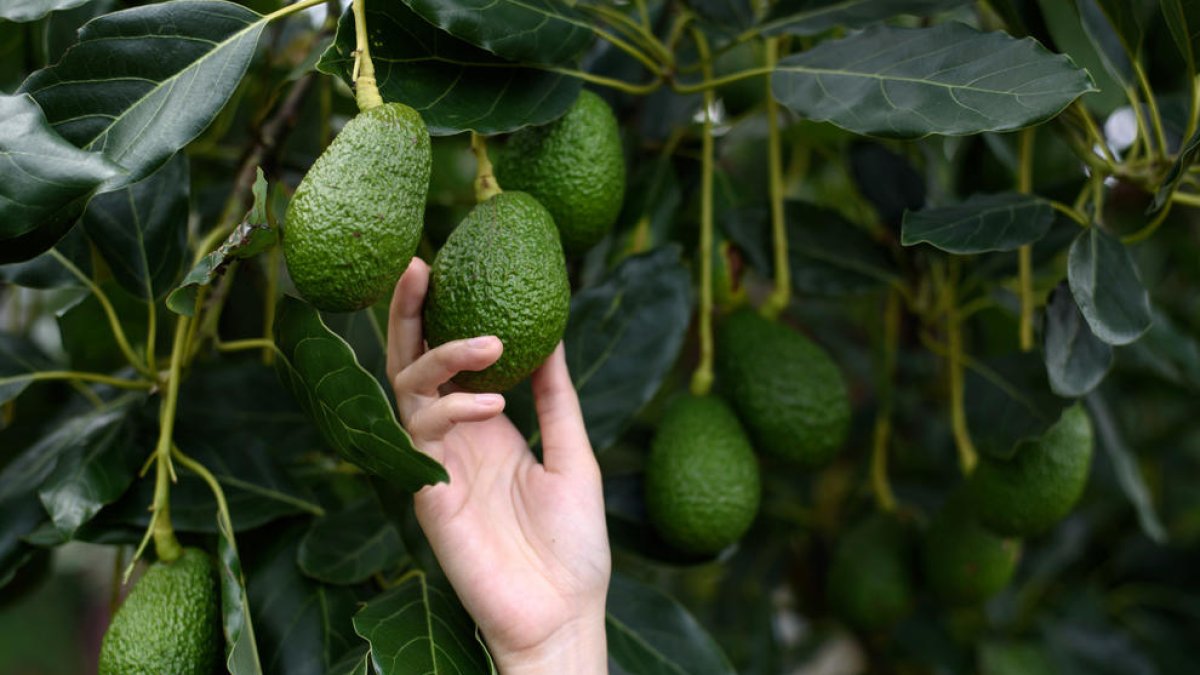 Cal destacar la presència de moltes vitamines