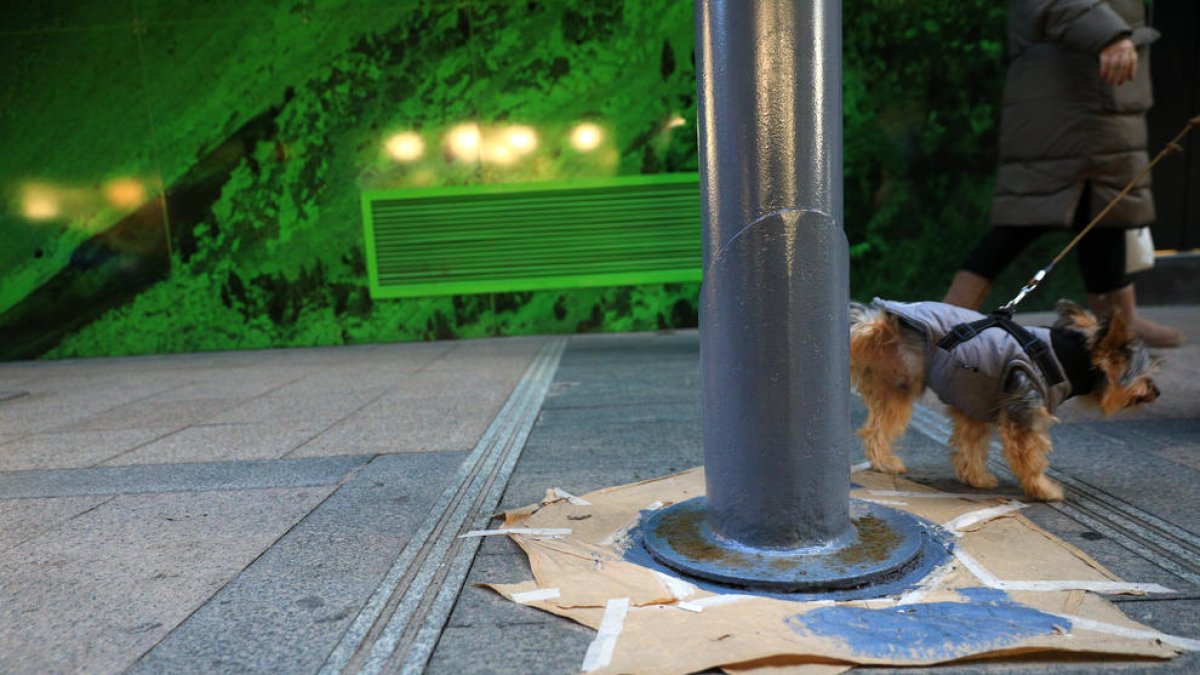 Un gos passejant amb el propietari pel carrer, a Andorra la Vella.